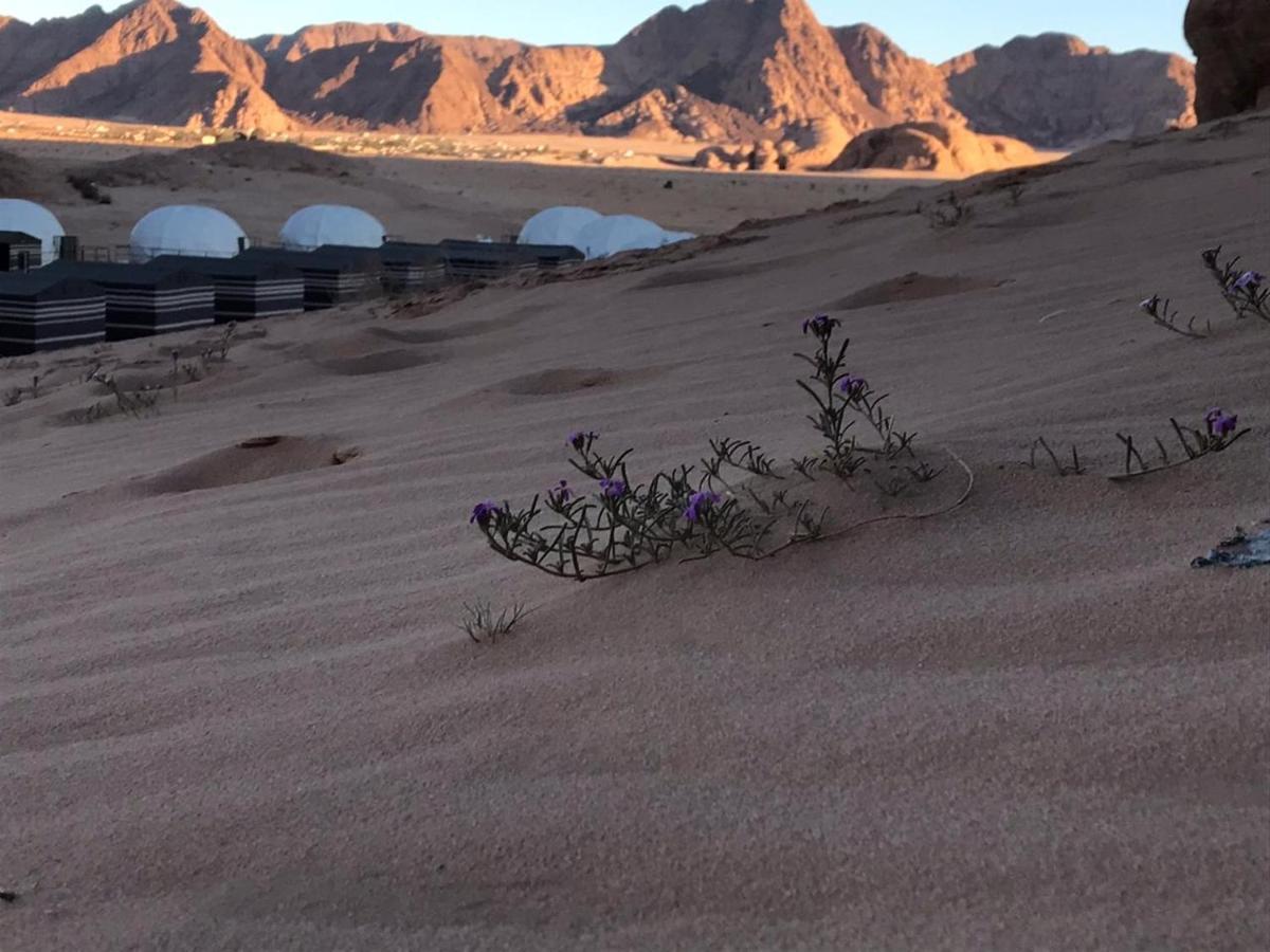 Oryx Camp Hotel Wadi Rum Exterior photo